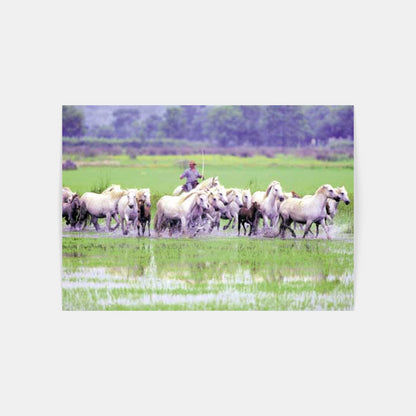 Carte Postale : "Chevaux Camargue au marais avec un gardian" de Gilles MARTIN-RAGET