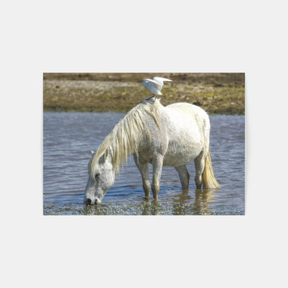 Carte Postale : "Cheval Camargue" de VALICAMARGUE