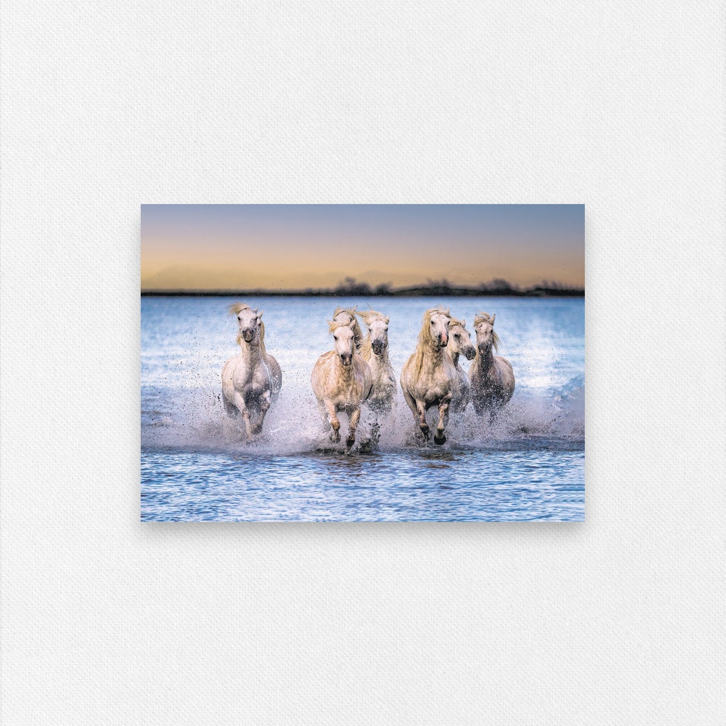 Carte Postale "Chevaux Camargue sur la Plage" de Ed RECO