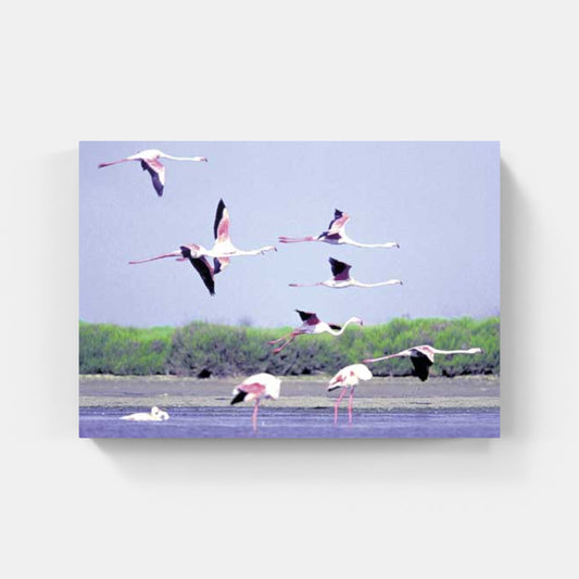 Affiche : "L'envol des flamants roses de Camargue" de Gilles MARTIN-RAGET