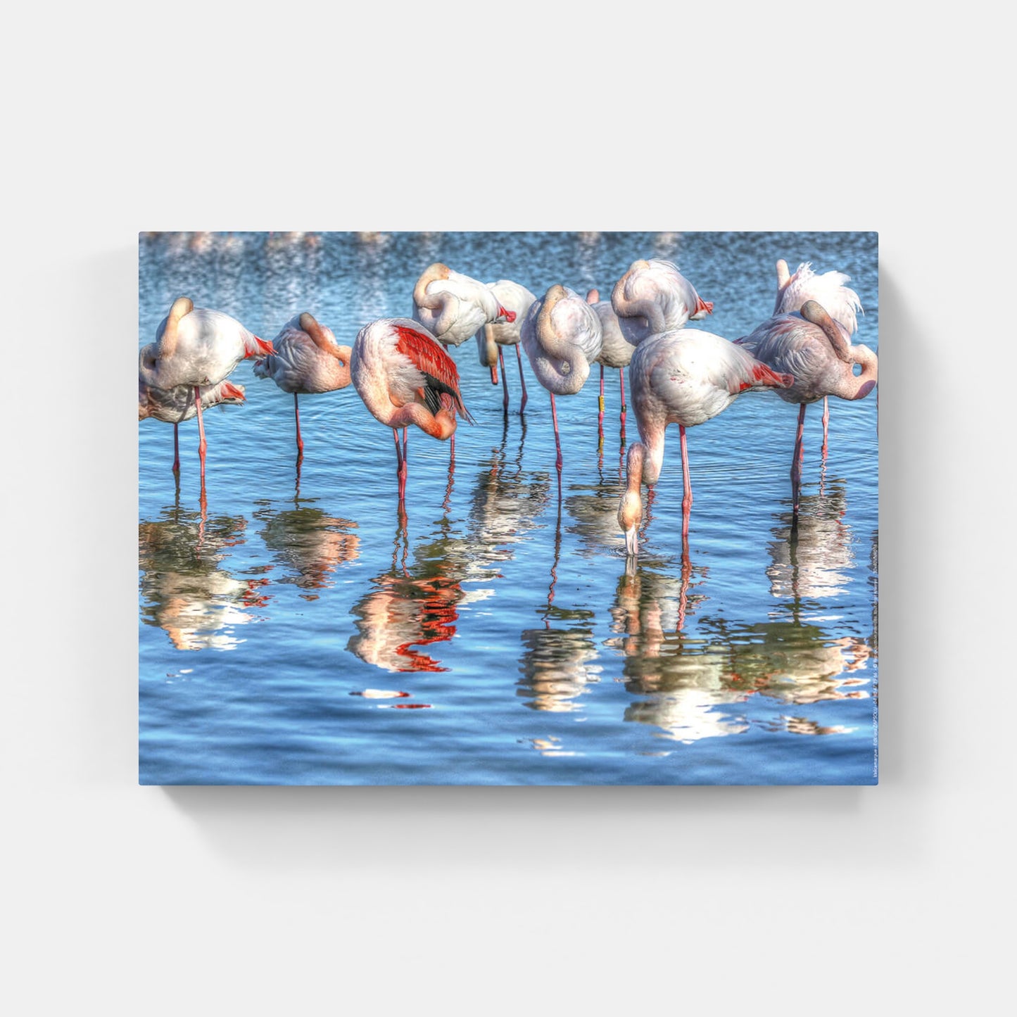 Affiche : "Flamants roses en Camargue" de VALICAMARGUE