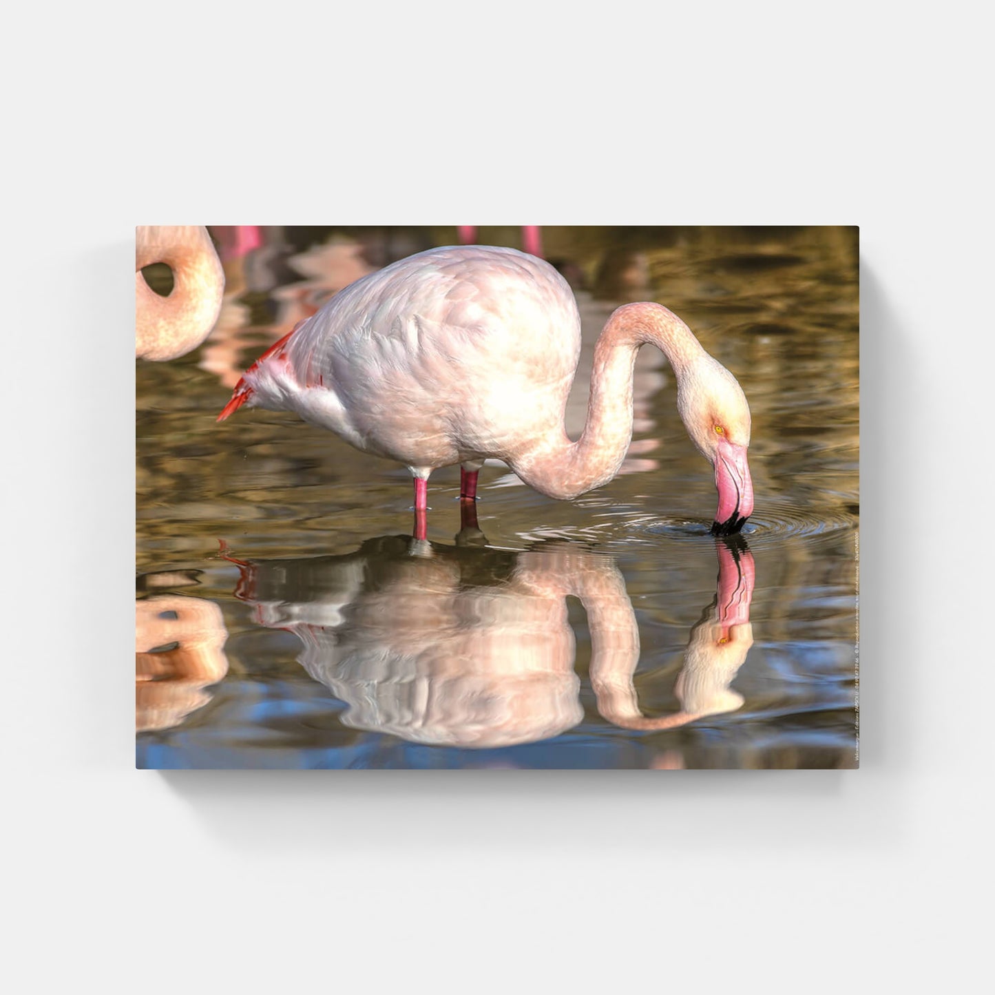 Affiche : "Flamants roses camarguais" de VALICAMARGUE