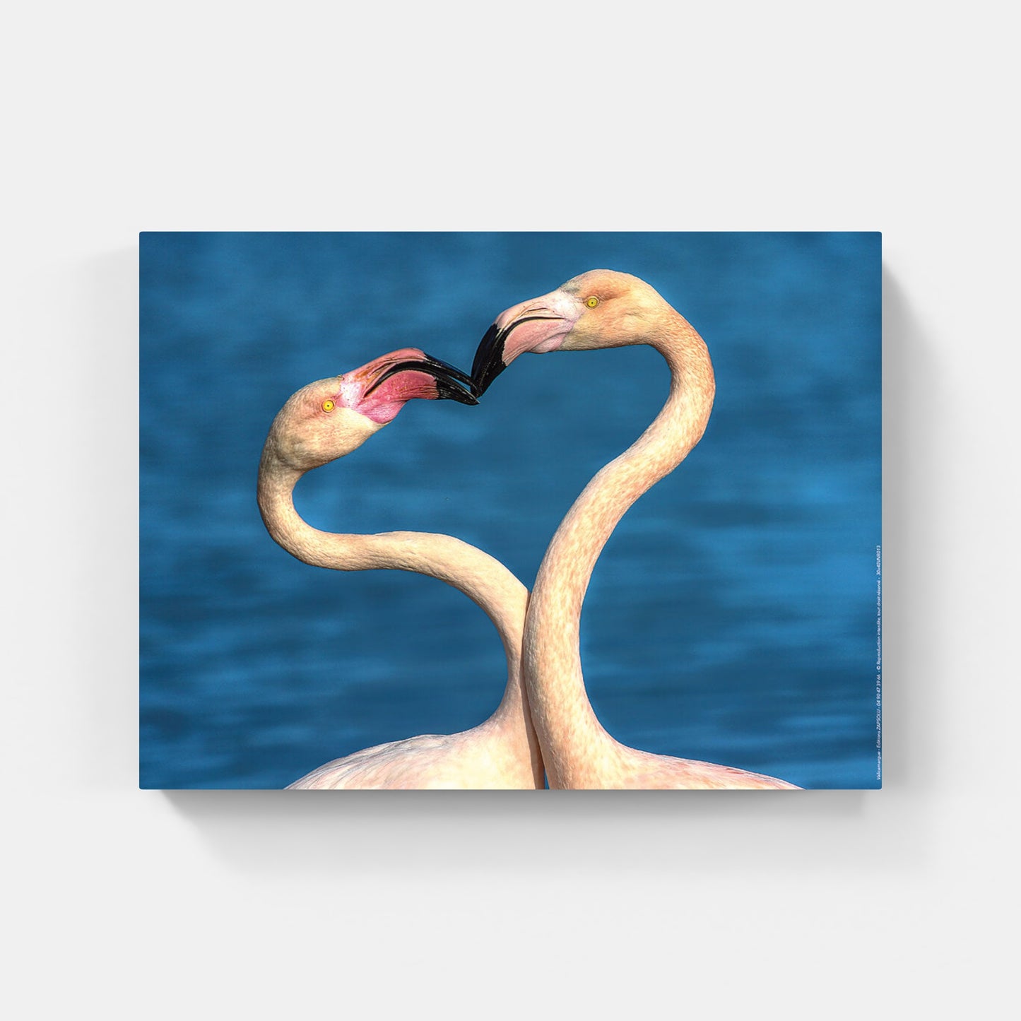 Affiche : "Flamants roses amoureux" de VALICAMARGUE