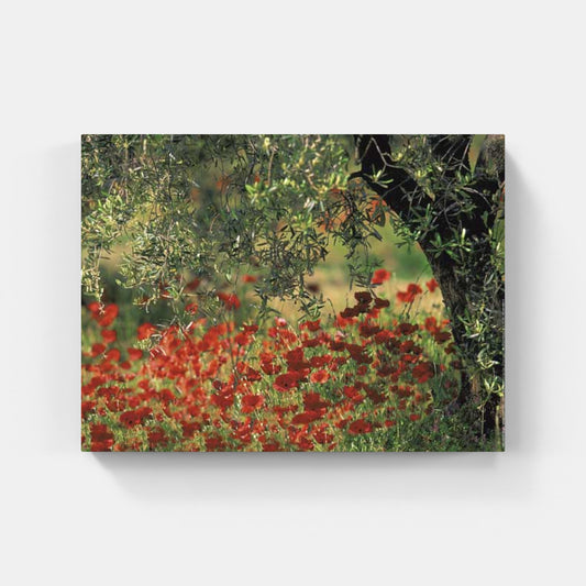 Affiche : "Coquelicots et oliviers en Provence" de Gilles MARTIN-RAGET