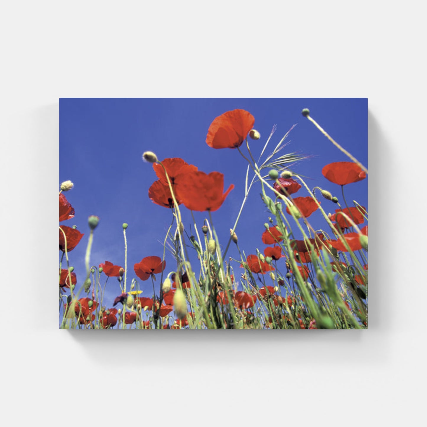 Affiche : "Coquelicots et ciel en Provence" de Gilles MARTIN-RAGET