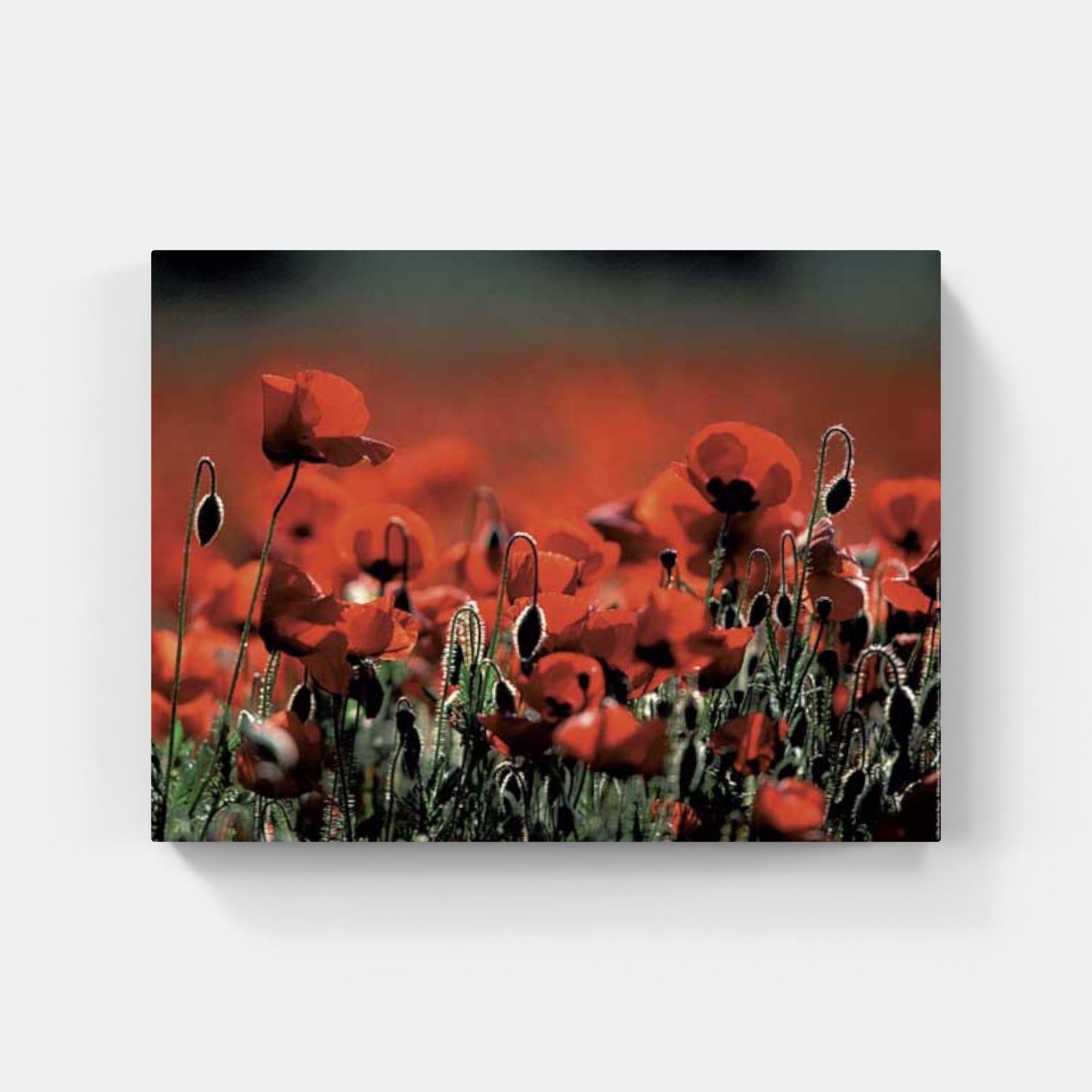 Affiche : "Coquelicots en Provence" de Gilles MARTIN-RAGET