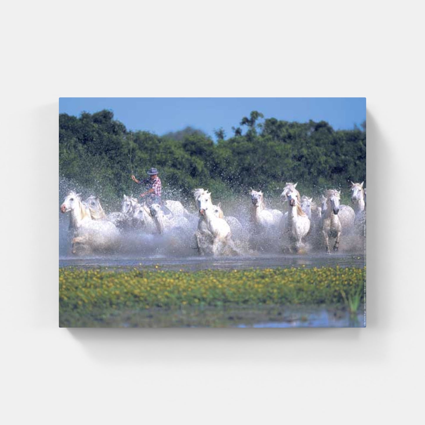 Affiche : "Chevaux Camargue galopant dans l'eau avec un gardian" de Gilles MARTIN-RAGET