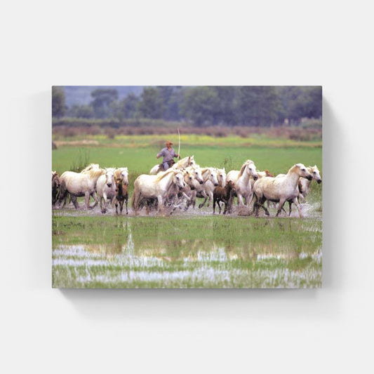 Affiche : "Chevaux Camargue au marais avec un gardian" de Gilles MARTIN-RAGET