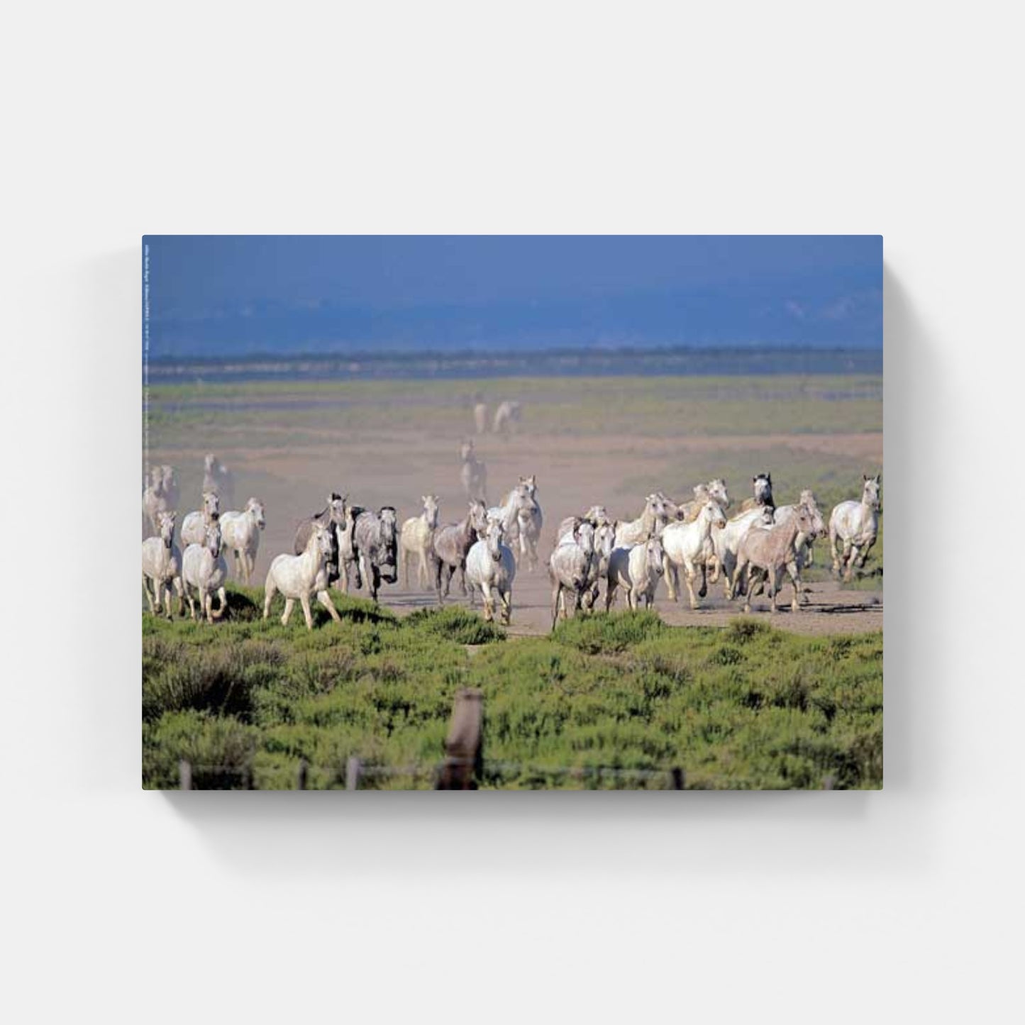 Affiche : "Chevaux Camargue au Galop" de Gilles MARTIN-RAGET