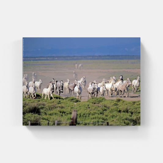 Affiche : "Chevaux Camargue au Galop" de Gilles MARTIN-RAGET