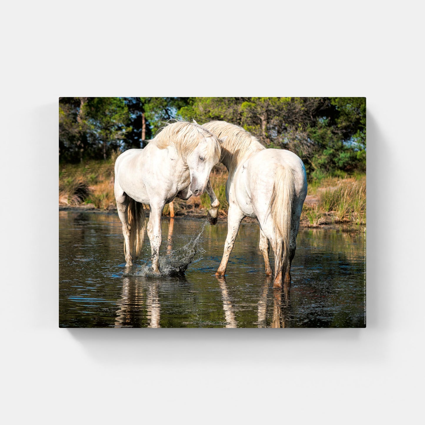 Affiche : "Chevaux Camargue amoureux" de VALICAMARGUE