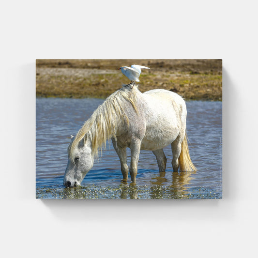 Affiche : "Cheval Camargue" de VALICAMARGUE