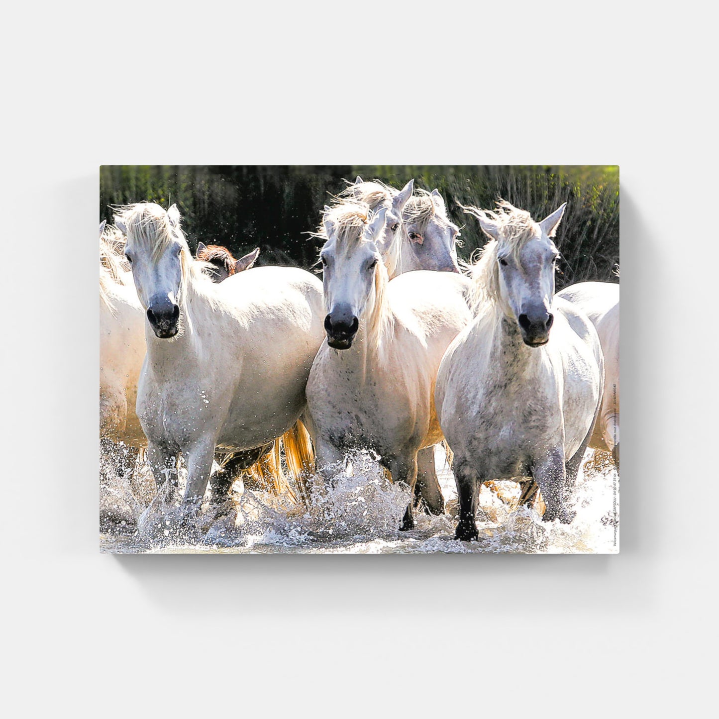 Affiche : "Ruée de chevaux Camargue" de VALICAMARGUE