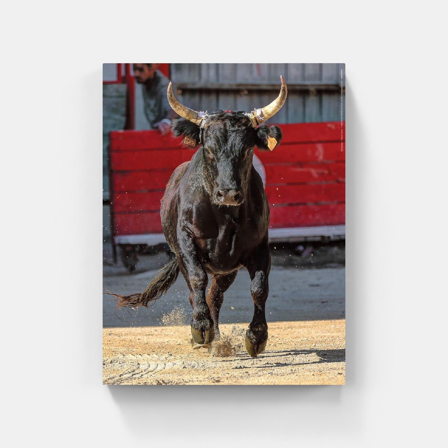 Affiche : "Portrait d'un Taureau de Camargue" de VALICAMARGUE