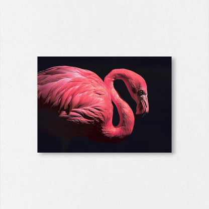Carte Postale "Flamant Rose dans le Noir" de Ed RECO