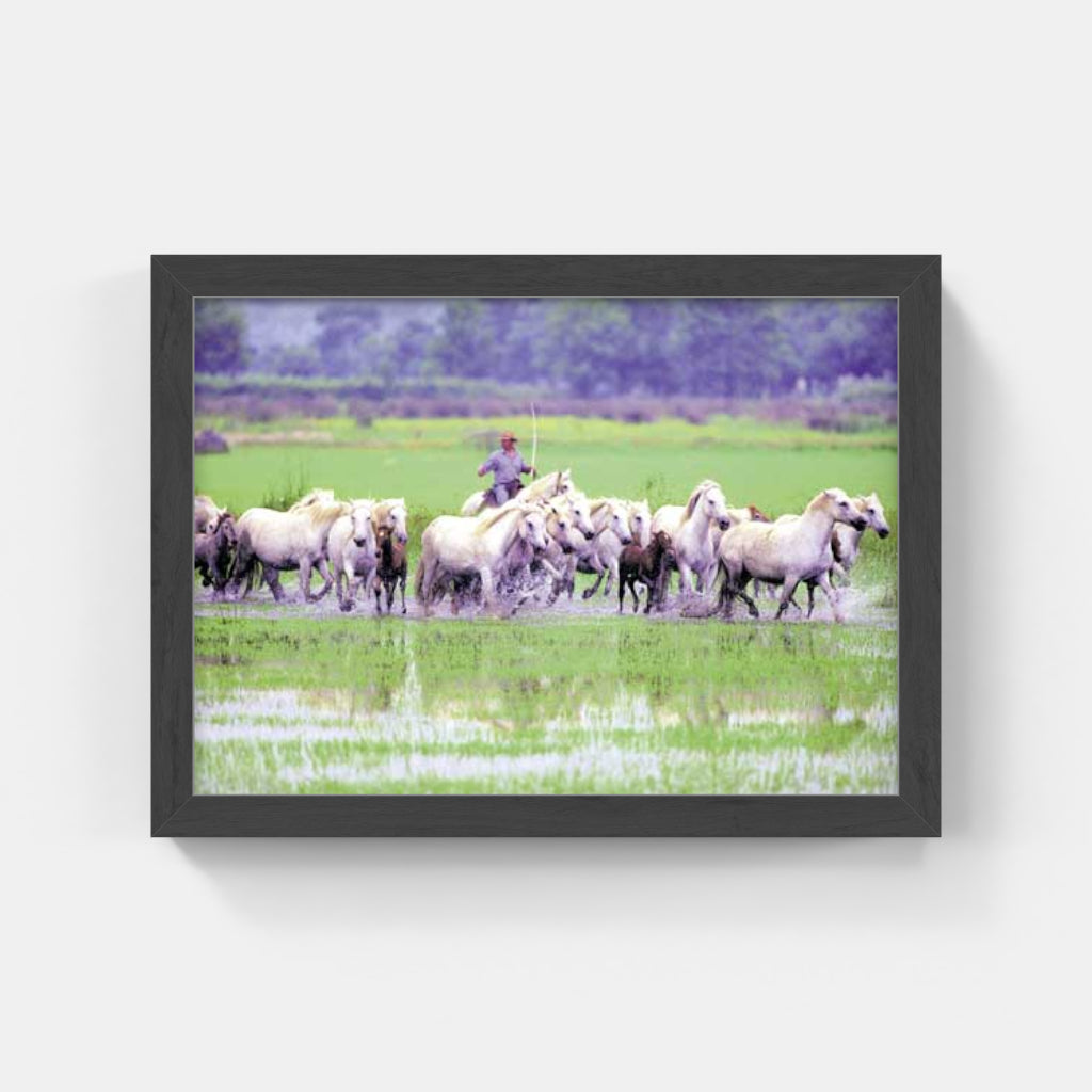 Carte Postale : "Chevaux Camargue au marais avec un gardian" de Gilles MARTIN-RAGET