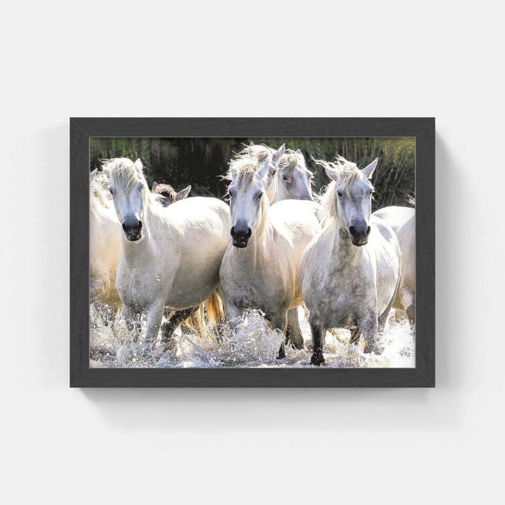 Carte Postale : "Ruée de chevaux Camargue" de VALICAMARGUE