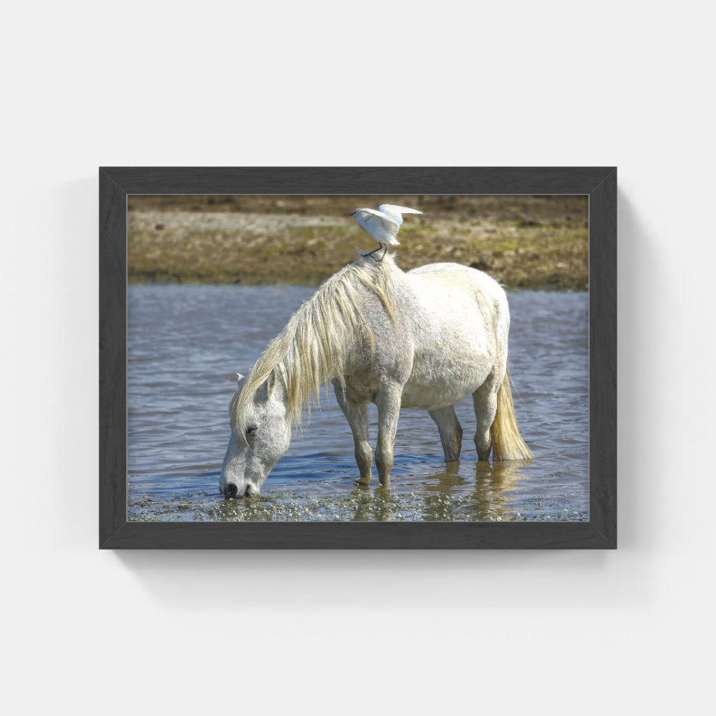 Carte Postale : "Cheval Camargue" de VALICAMARGUE