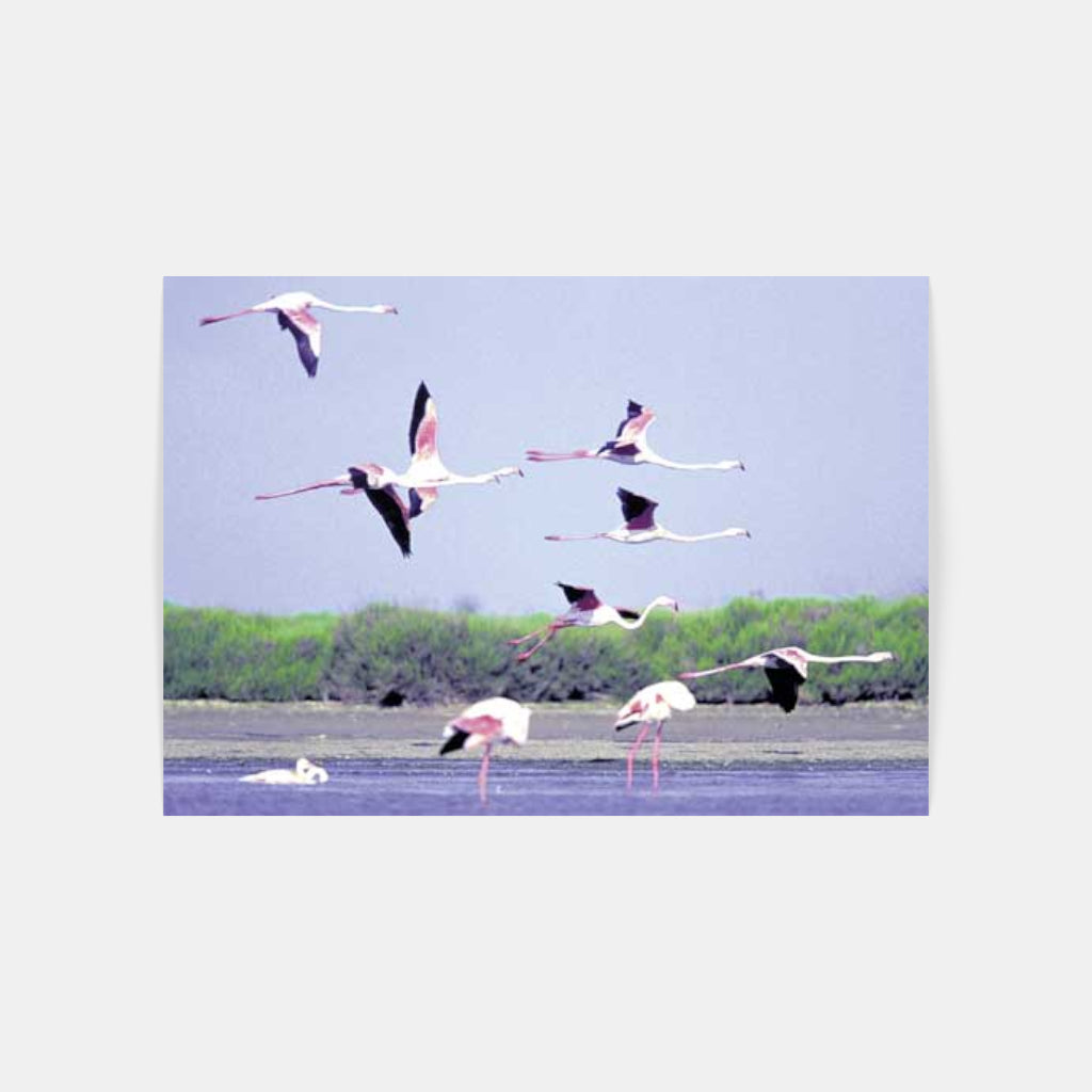 Carte Postale : "L'envol des flamants roses de Camargue" de Gilles MARTIN-RAGET