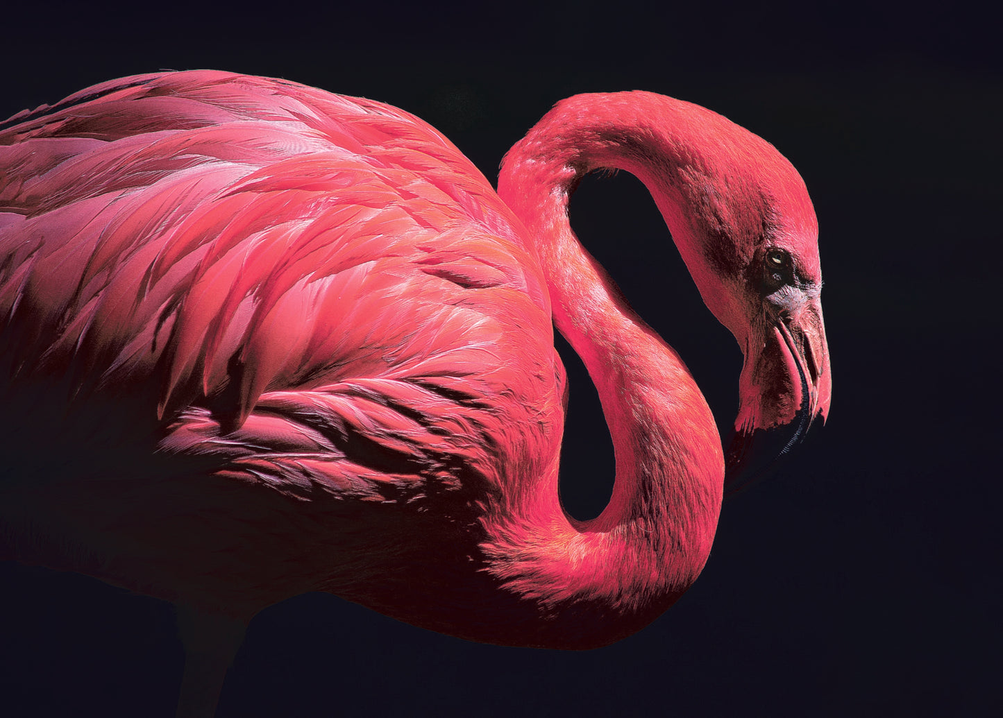 Carte Postale "Flamant Rose dans le Noir" de Ed RECO