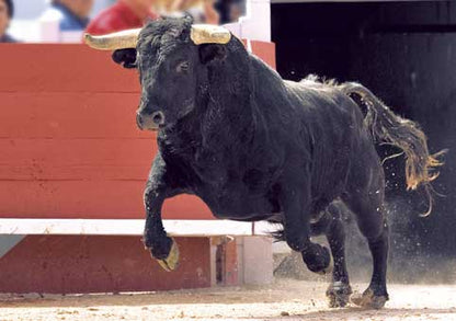 Carte Postale d'Art : "La Sortie du Toro" de Gilles MARTIN-RAGET