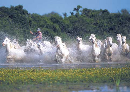 Carte Postale d'Art : "Chevaux Camargue galopant dans l'eau avec un gardian" de Gilles MARTIN-RAGET