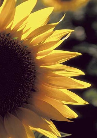 Carte Postale d'Art : "Tournesol" de Gilles MARTIN-RAGET