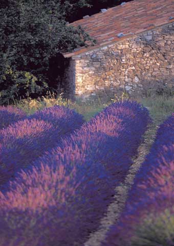 Carte Postale d'Art : "Lavandes de Provence" de Gilles MARTIN-RAGET