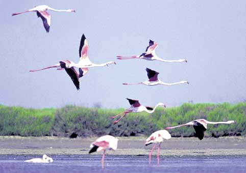 Photographie d'Art : "L'envol des flamants roses de Camargue" de Gilles MARTIN-RAGET