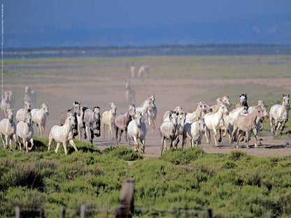 Photographie d'Art : "Chevaux Camargue au Galop" de Gilles MARTIN-RAGET