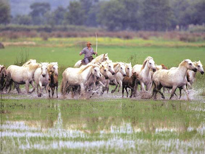 Photographie d'Art : "Chevaux Camargue au marais avec un gardian" de Gilles MARTIN-RAGET