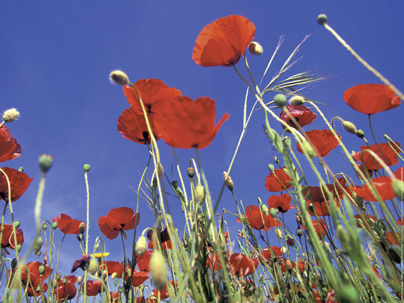 Photographie d'Art : "Coquelicots et ciel en Provence" de Gilles MARTIN-RAGET