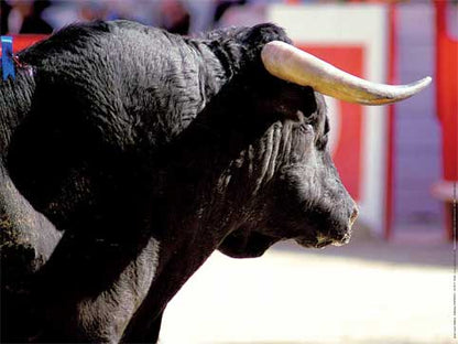 Photographie d'Art : "El Toro" de Jean-Louis AUBERT