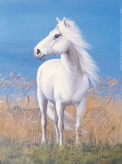 Reproduction d'Art : "Cheval Camargue" de Jean MARIGNAN