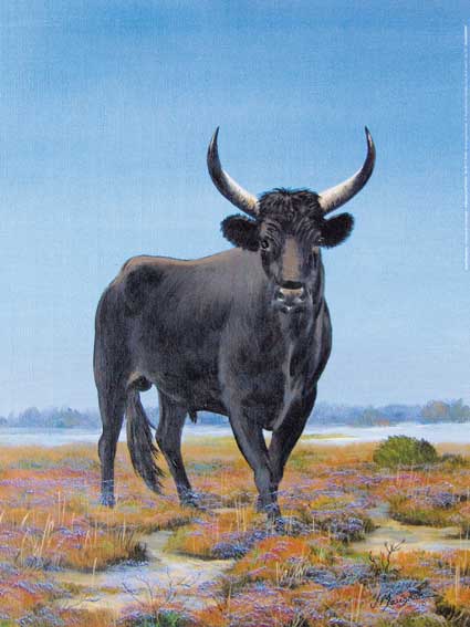 Reproduction d'Art : "Taureau de Camargue" de Jean MARIGNAN