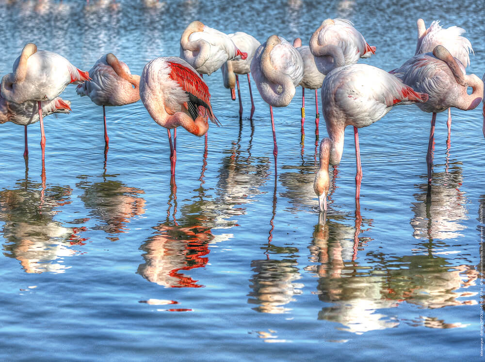 Photographie d'Art : "Flamants roses en Camargue" de VALICAMARGUE