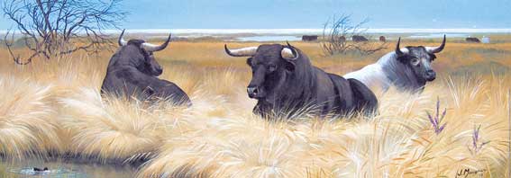 Reproduction d'Art : "Toros espagnols au pré en Camargue" de Jean MARIGNAN