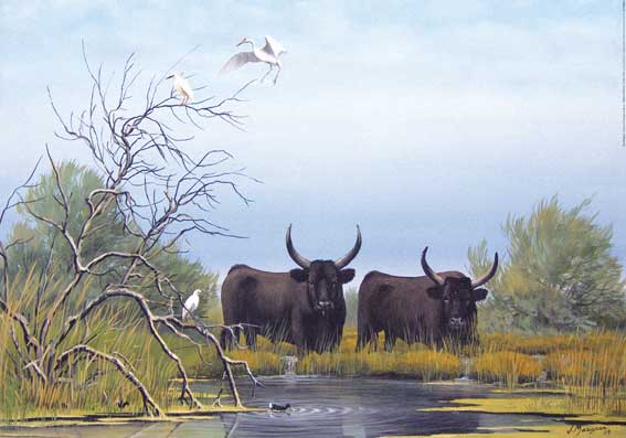 Reproduction d'Art : "Taureaux de Camargue au Marais" de Jean MARIGNAN