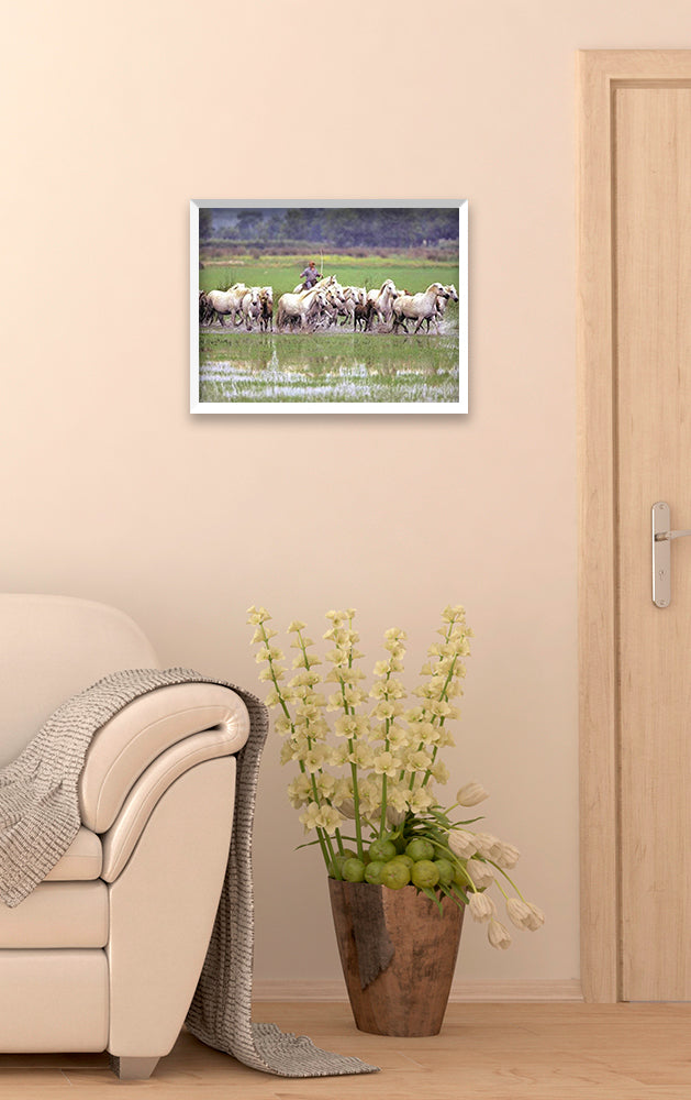 Photographie d'Art : "Chevaux Camargue au marais avec un gardian" de Gilles MARTIN-RAGET